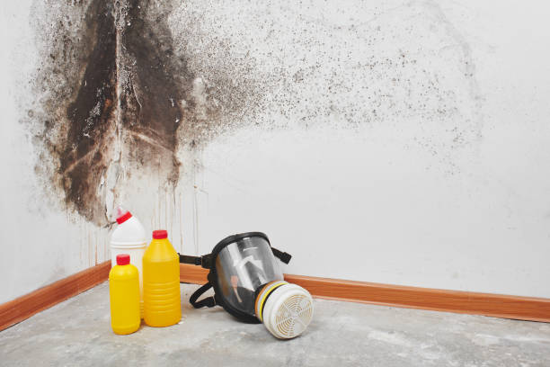Best White Mold Remediation in Duncan, SC
