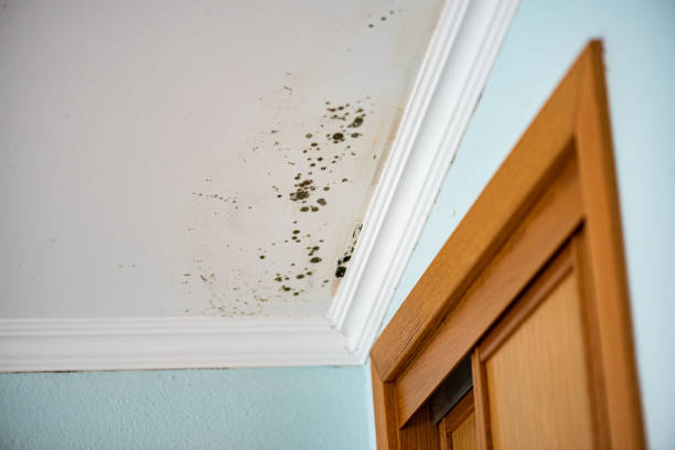 Best Residential Mold Remediation in Duncan, SC