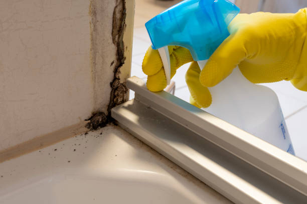 Best Post-Flood Mold Remediation in Duncan, SC