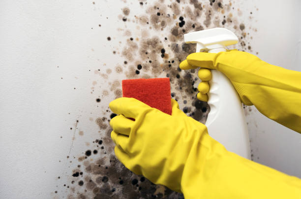 Professional Mold Remediation in Duncan, SC